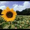 sunflower_3589